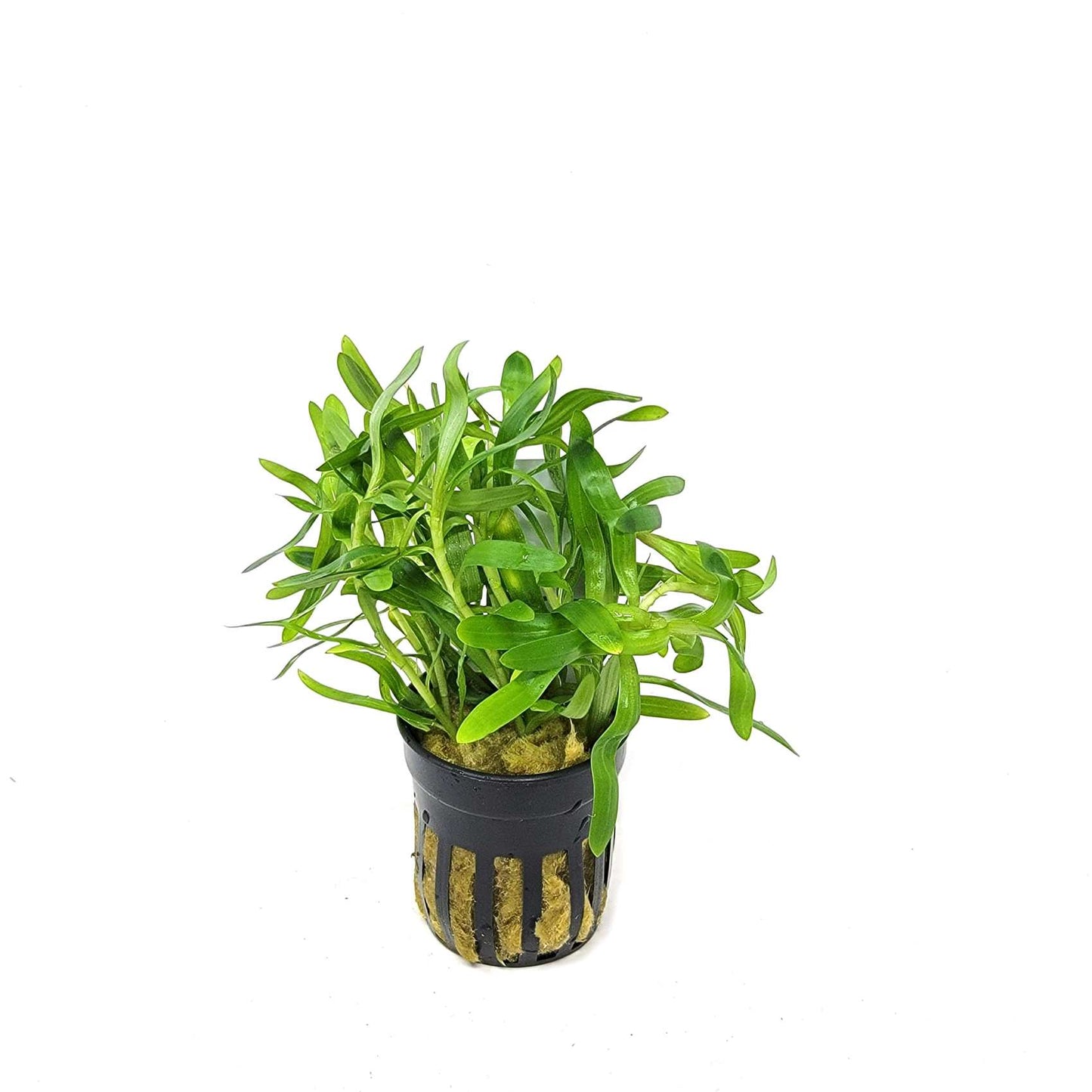Heteranthera zosterifolia