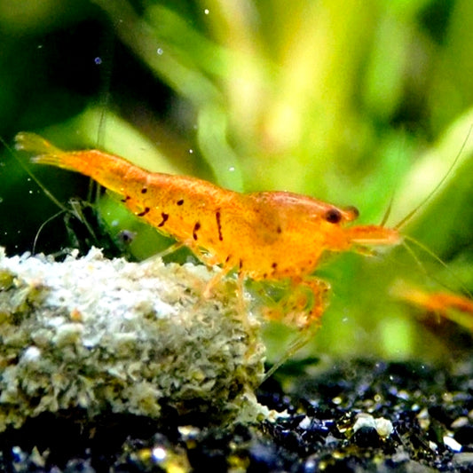 Caridina Tangerine Tiger