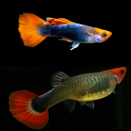 Guppys Red Nose Koi Tuxedo (Casal)