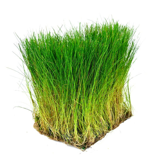 Eleocharis parvula (Tapete 16x11cm)