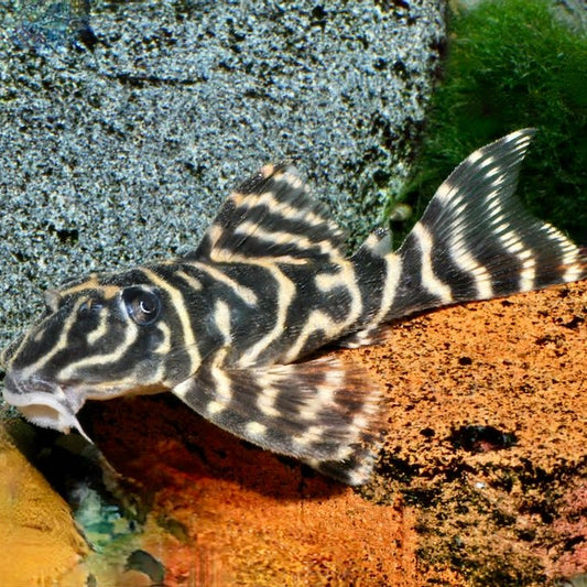 L129 Hypancistrus Debilitera 7cm