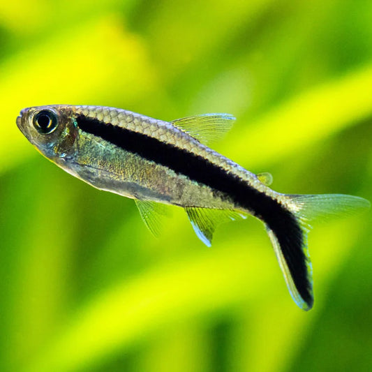 Tetra Pinguim