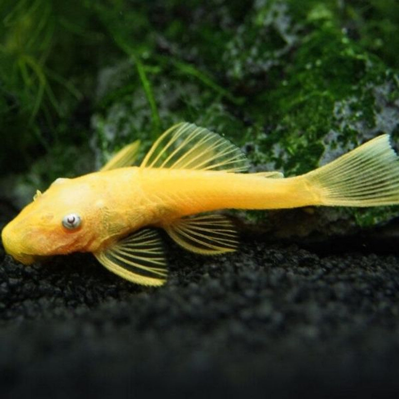 Ancistrus Lemon Blue Eyes