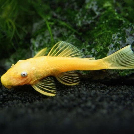 Ancistrus Lemon Blue Eyes