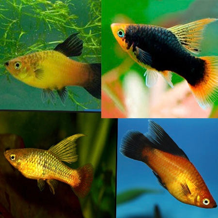 Platys Véu Sortidos