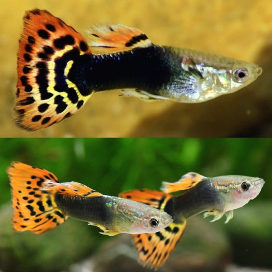 Guppy Dragon (Macho)