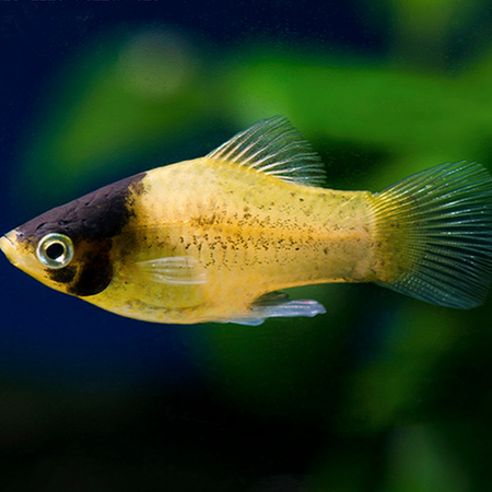Platy Abelha