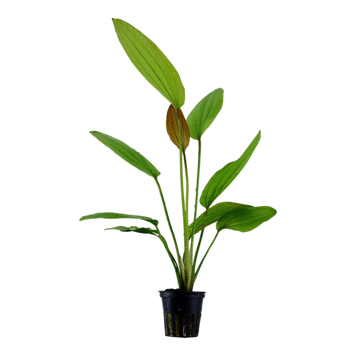 Echinodorus rose