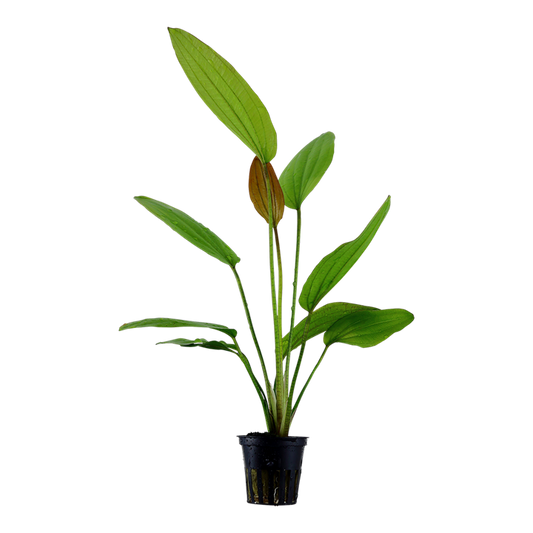 Echinodorus rose