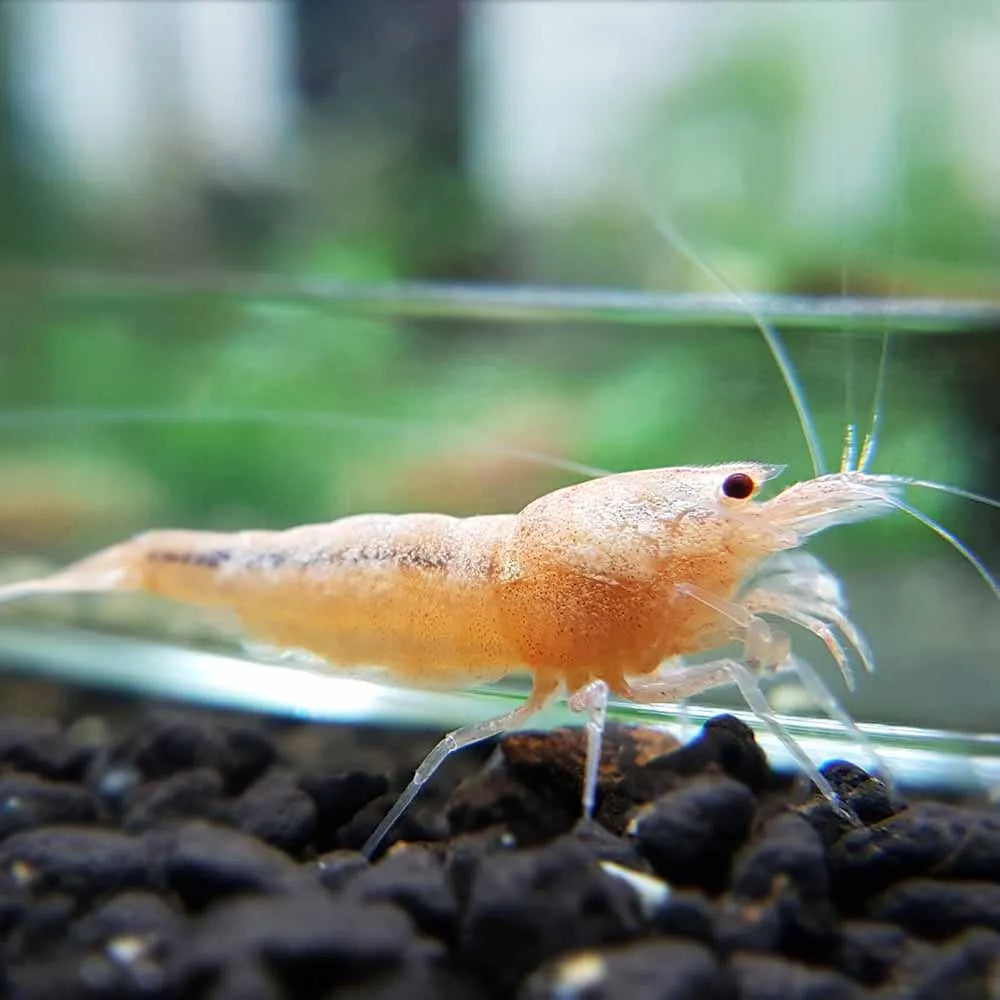 Caridina Golden