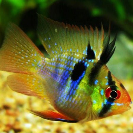 Ramirezi Balão German Blue XL