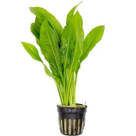 Echinodorus bleheri