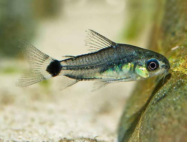 Corydoras
