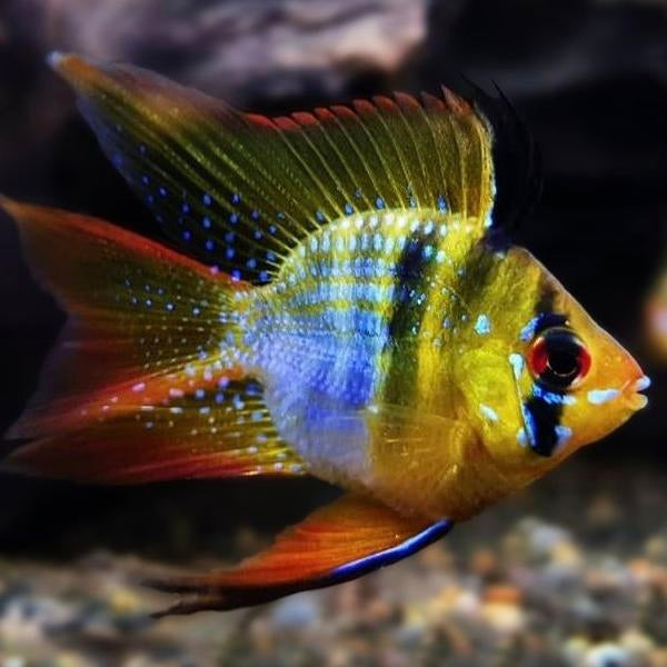 Ramirezi Balão German Blue Véu XL - Mikrogeophagus Ramirezi Portugal