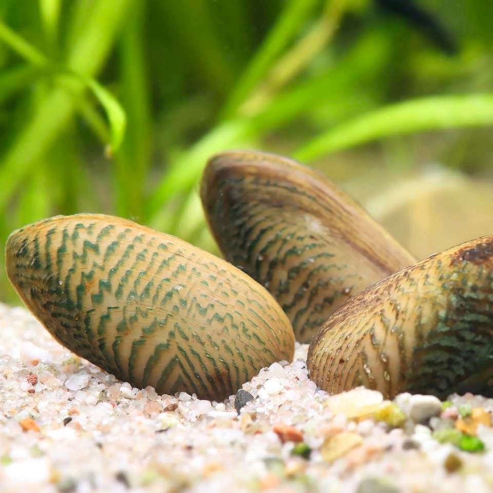Amêijoa Scabies crispata