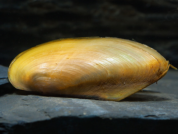 Amêijoa Água Doce