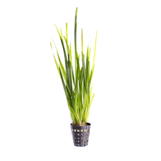 Vallisneria spiralis