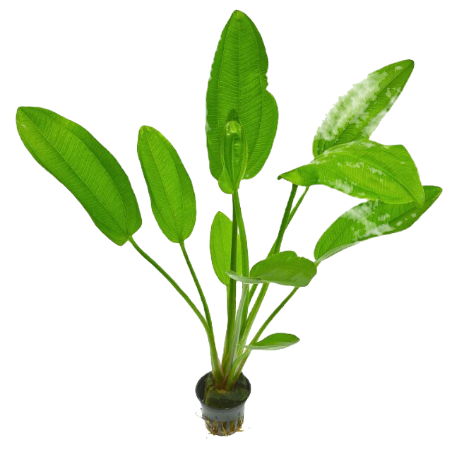 Echinodorus osiris