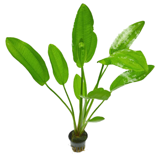 Echinodorus osiris