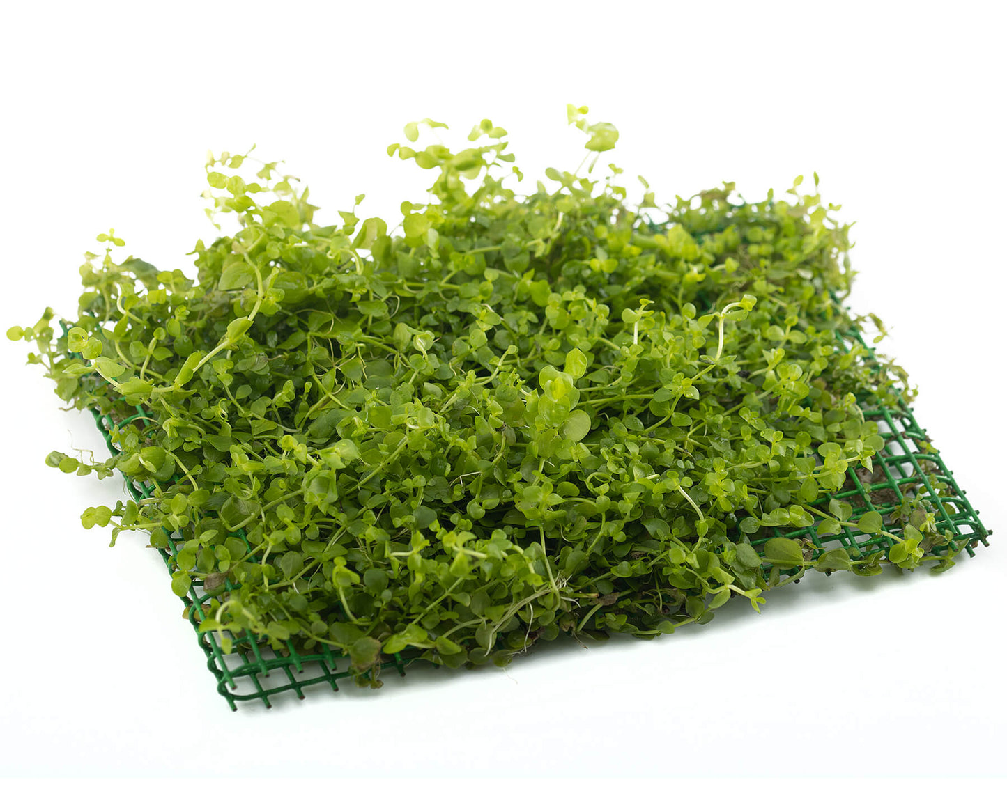 Micranthemum Umbrosum (Tapete 16x11cm)
