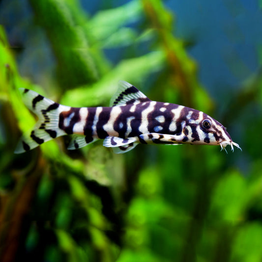 Botia Lohachata 4cm