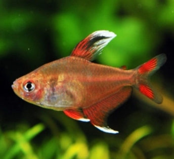 Tetra Bentosi