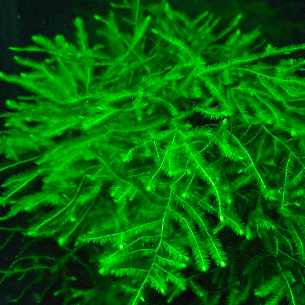 Musgo Spiky (In Vitro)