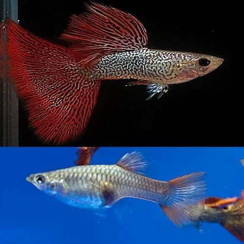 Guppys Red Lace (Casal)