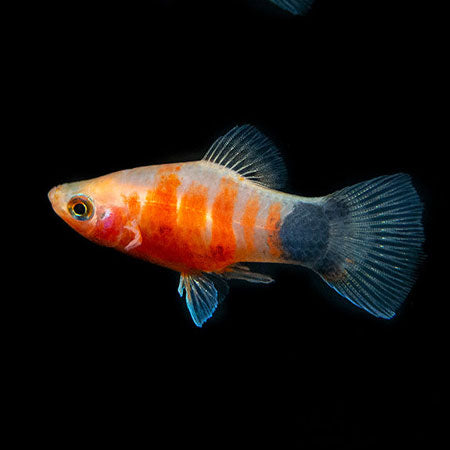 Platy Tiger