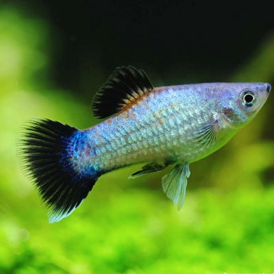 Platy Wagtail Azul Brilhante