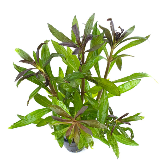Pogostemon stellatus "Broad Leaf Red"