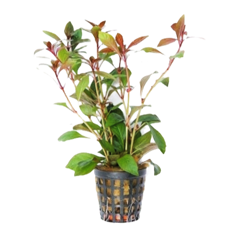 Ludwigia repens