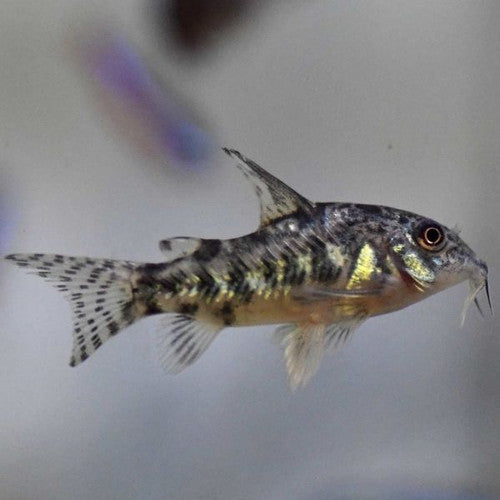 Corydora paleatus Véu 3cm