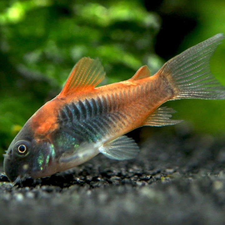 Corydora Orange Venezuela