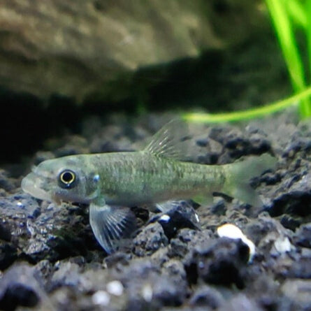 Garra Rufa 3cm