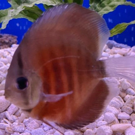 Discus San Merah 5cm