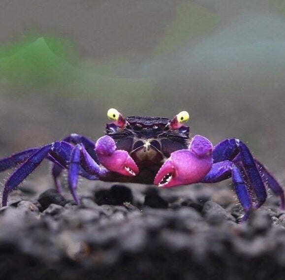 Caranguejo Geosesarma sp