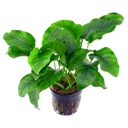 Anubia barteri