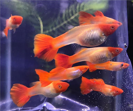 Guppys Red Nose Koi (Casal)