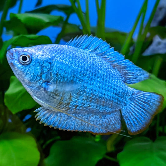Colisa Lalia Azul Cobalto (Casal)