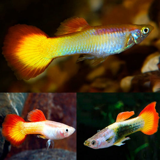 Guppy Pôr do Sol (Casal)