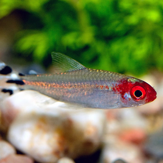 Tetra Nariz de Bêbado