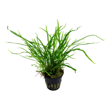 Microsorum trident (Feto de Java Tridente)