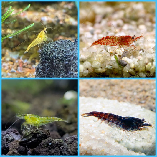 Neocaridina Mix Grade Baixa