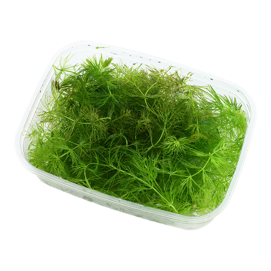 Ceratophyllum demersum (Foxtail)
