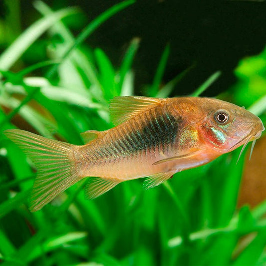 Corydora bronze
