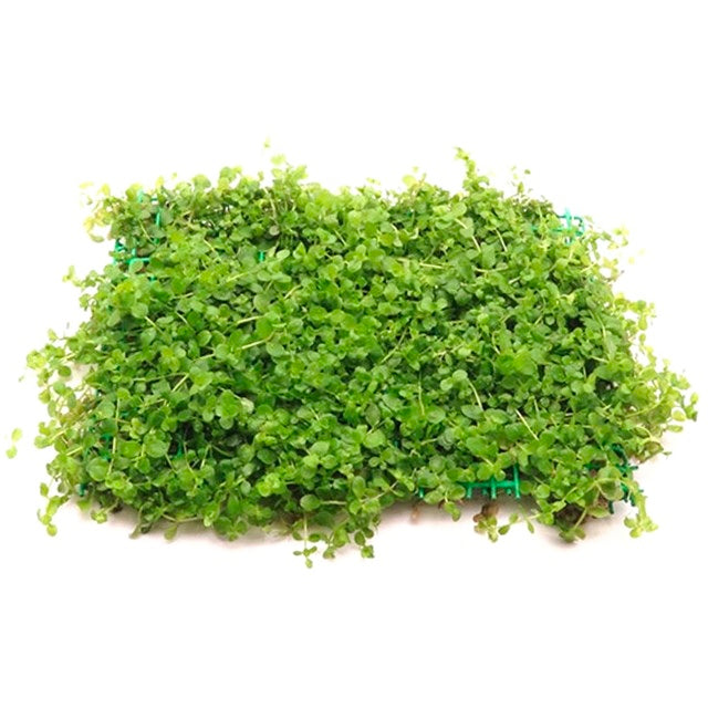 Micranthemum Monte Carlo (Tapete 16x11cm)