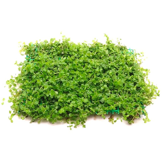 Micranthemum Monte Carlo (Tapete 16x11cm)