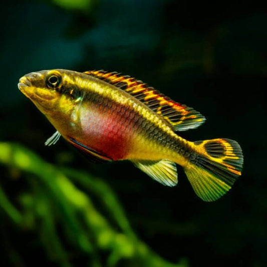 Kribensis