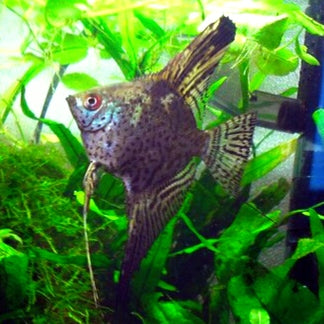 Escalar Leopardo Humo Verde